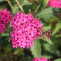 Spiraea japonica 'Neon Flash' Zwergspiere