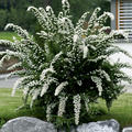 Spierstrauch, Brautspiere, weisse Rispenspiere 'Grefsheim' (Spiraea cinerea 'Grefsheim')