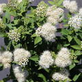 Spiraea japonica albiflora Spierstrauch