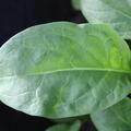 Spinat 'Winterriesen', Spinacia oleracea