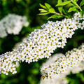 Spiraea cinerea 'Grefsheim', Weisse Rispenspiere, Hinrichs, XXL Pflanzen