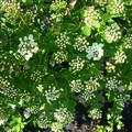 Spiraea nipp. Snowmound, Blasenspiere, Hinrichs, XXL Pflanze