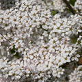 Frhlingsspiere 'Fujino Pink' (Spiraea thunbergii 'Fujino Pink')