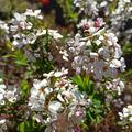 Spiraea thunbergii 'Fujino Pink', im zeitigen Frhjahr gepflanzt, bereits im ersten Jahr wunderschne Blten