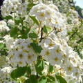 Spiraea vanhouttei, Prachtspiere, Hinrichs, XXL Pflanze