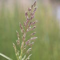 Spodiopogon sibiricus West Lake