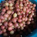 Stachelbeere Captivator (dornenlos), Ribes uva crispa