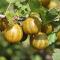 Stachelbeere Crispa Goldling - Frchte am Strauch