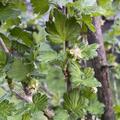 Stachelbeere Crispa Goldling, Ribes uva crispa
