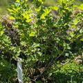 Stachelbeere Easycrisp Lady Late (fast) dornenlos, Ribes uva crispa
