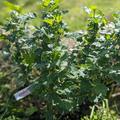 Stachelbeere Easycrisp Lady Sun (fast) dornenlos, Ribes uva crispa