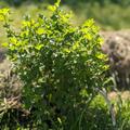 Stachelbeere Easycrisp Mr. Green (fast) dornenlos, Ribes uva crispa
