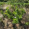 Stachelbeeren Hochstamm Easycrisp Lady Late (fast) dornenlos, Ribes uva crispa