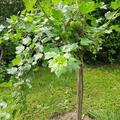 Stachelbeeren Hochstamm Easycrisp Lady Sun (fast) dornenlos, Ribes uva crispa