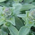 Stachys byzantina 'Silky Fleece'