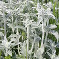 Stachys byzantina