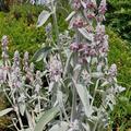 Stachys byzantina, Stachys byzantina