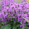 Stachys grandiflora 'Superba'