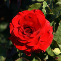 rote, gefllte Rosenblte in voller Pracht