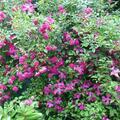 Stammrose 'Excelsa', Rosa