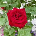 Stammrose 'Ingrid Bergman', Rosa 'Ingrid Bergmann'