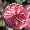 Stammrose 'Leonardo da Vinci', Rosa Leonardo da Vinci