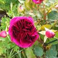 Stammrose 'Munstead Wood', Rosa Munstead Wood