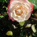 Stammrose Nostalgie, Rosa