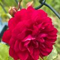 Starlet Rose 'Lola', Starlet Rosa 'Lola'