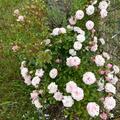 Starlet Rose 'Melina', Starlet Rosa 'Melina'