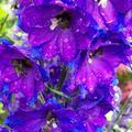 Stauden-Rittersporn, Delphinium-Hybriden 