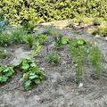 Staudenbeet 'Aller Anfang ist leicht', Der perfekte Start in die Welt der Stauden; mit 24 Pflanzen, inkl. Pflanzplan, fr 1.5 x 2.5m