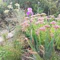 Staudenbeet 'Wasser nein danke', Im sonnigen Hangbeet erfreut die remontierende Iris mit anderen Sptsommer-bzw. Herbststauden 