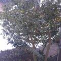 Stechpalme 'Blue Prince', Ilex meserveae 'Blue Prince'