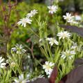 Stellaria holostea