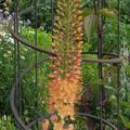 Steppenkerze 'Cleopatra', Eremurus 'Cleopatra' 