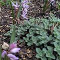 Sternhyazinthe 'Pink Giant', Chionodoxa forbesii 'Pink Giant'