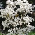 Sternmagnolie, Magnolia stellata