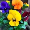 Stiefmtterchen Weltriesen , Viola x wittrockiana