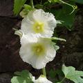 Stockrose Spotlight-Serie 'Polarstar', Alcea rosea Spotlight-Serie 'Polarstar'