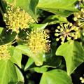 Hedera helix Arborescens Bienenweide Efeu 'Arborescens'