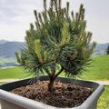 Pinus sylvestris 'Watereri', Strauch-Waldkiefer 'Watereri'