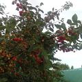 Herrlich rote Kirschen an der Strauchkirsche Romeo