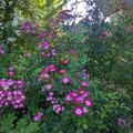 Strauchrose 'Mozart', Rosa 'Mozart'