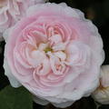 Rose Maidens Blush