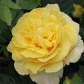 Rose Chinatown 