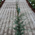 Strauch-Wacholder 'Glauca'