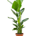 Strelitzia nicolai (120-140), Tuff, im 24cm Topf, Hhe 130cm, Breite 60cm