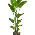 Strelitzia nicolai 2PP in P24, Tuff, im 24cm Topf, Hhe 140cm, Breite 50cm