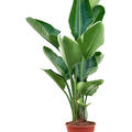 Strelitzia nicolai (90-110), Tuff, im 21cm Topf, Hhe 100cm